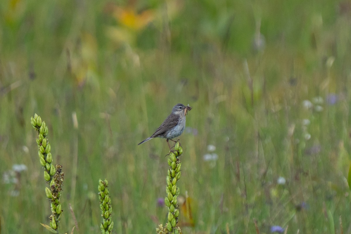Water Pipit - ML639723381