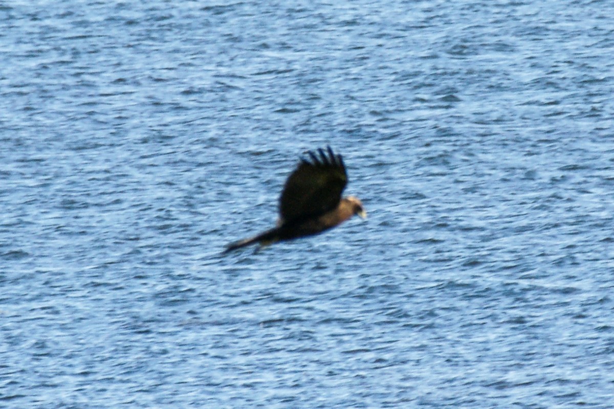 Western Marsh Harrier - ML639723488