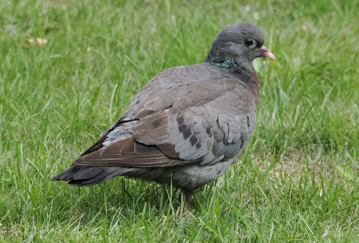 Stock Dove - ML639723531