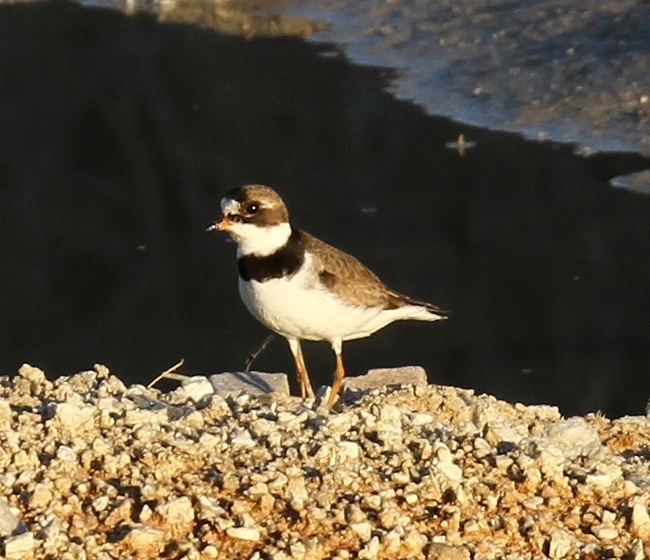 Semipalmated Plover - ML639723538