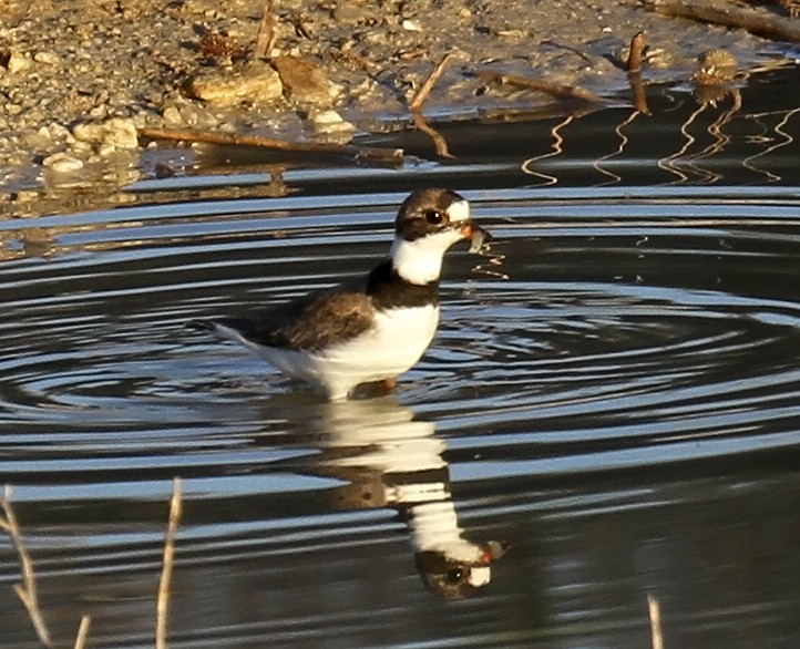 Semipalmated Plover - ML639723545