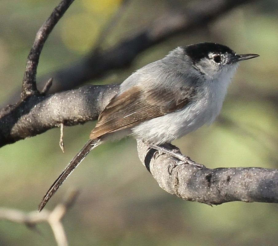 Black-tailed Gnatcatcher - ML639723558