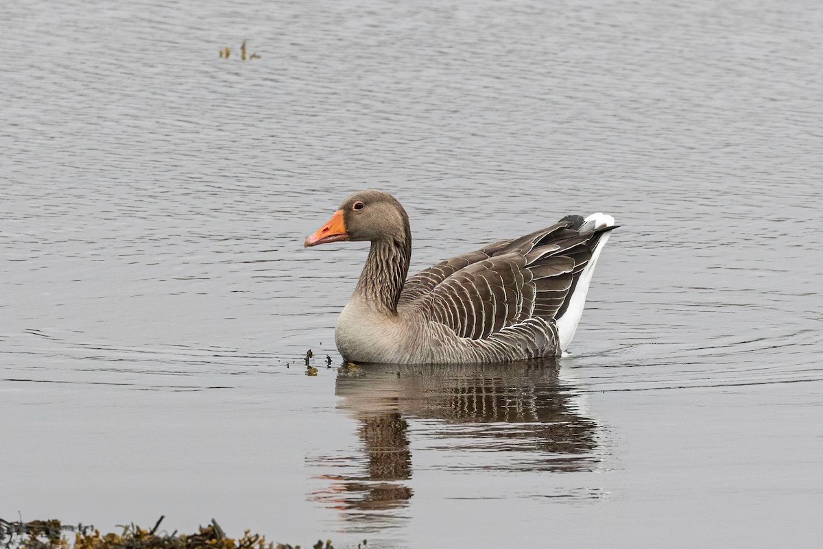 Graylag Goose - ML639723579