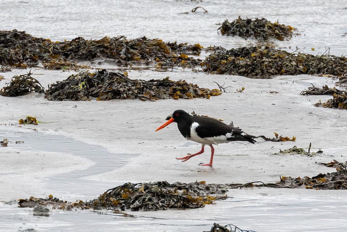 Eurasian Oystercatcher - ML639723586