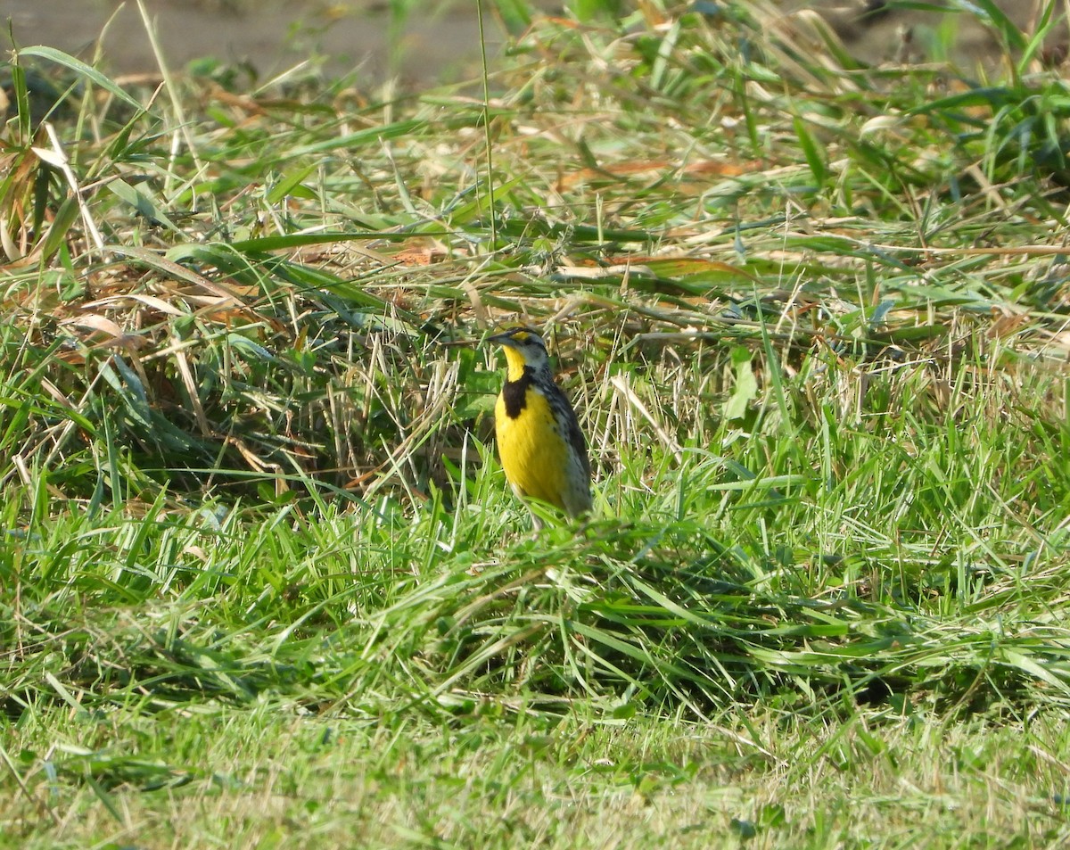 Eastern Meadowlark - ML639723601