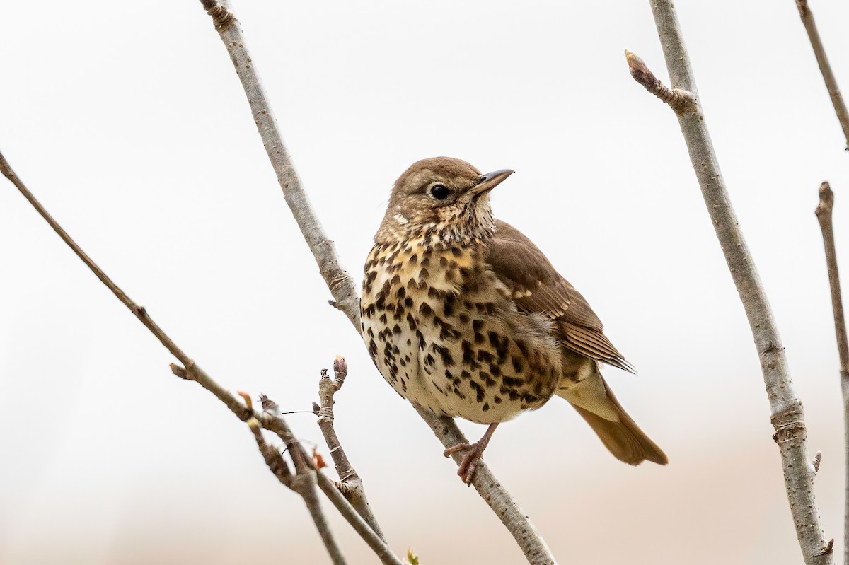 Song Thrush - ML639723603