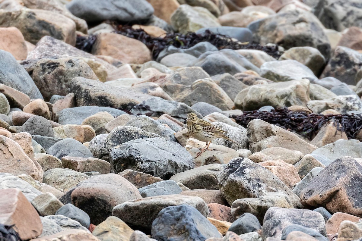 Meadow Pipit - ML639723612