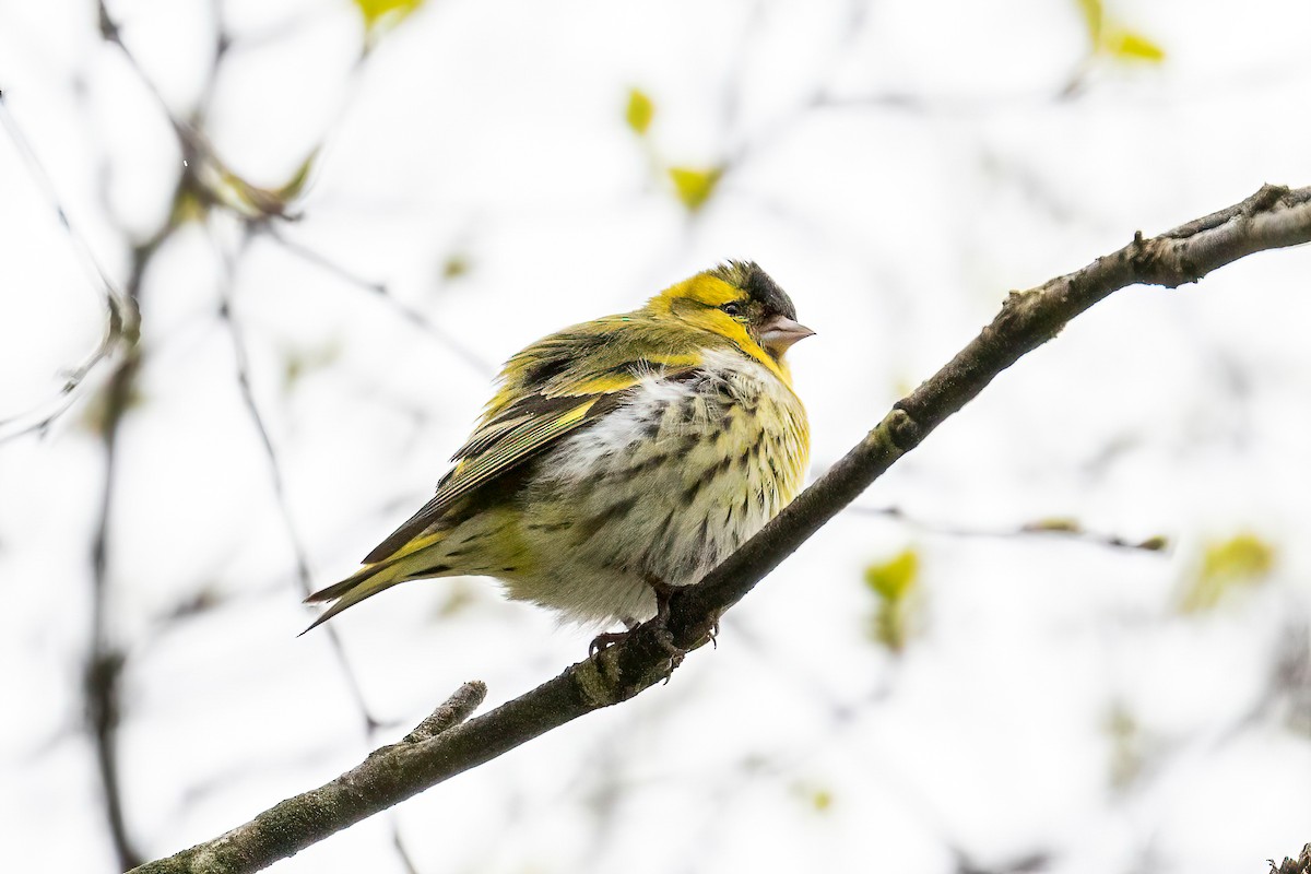Eurasian Siskin - ML639723615