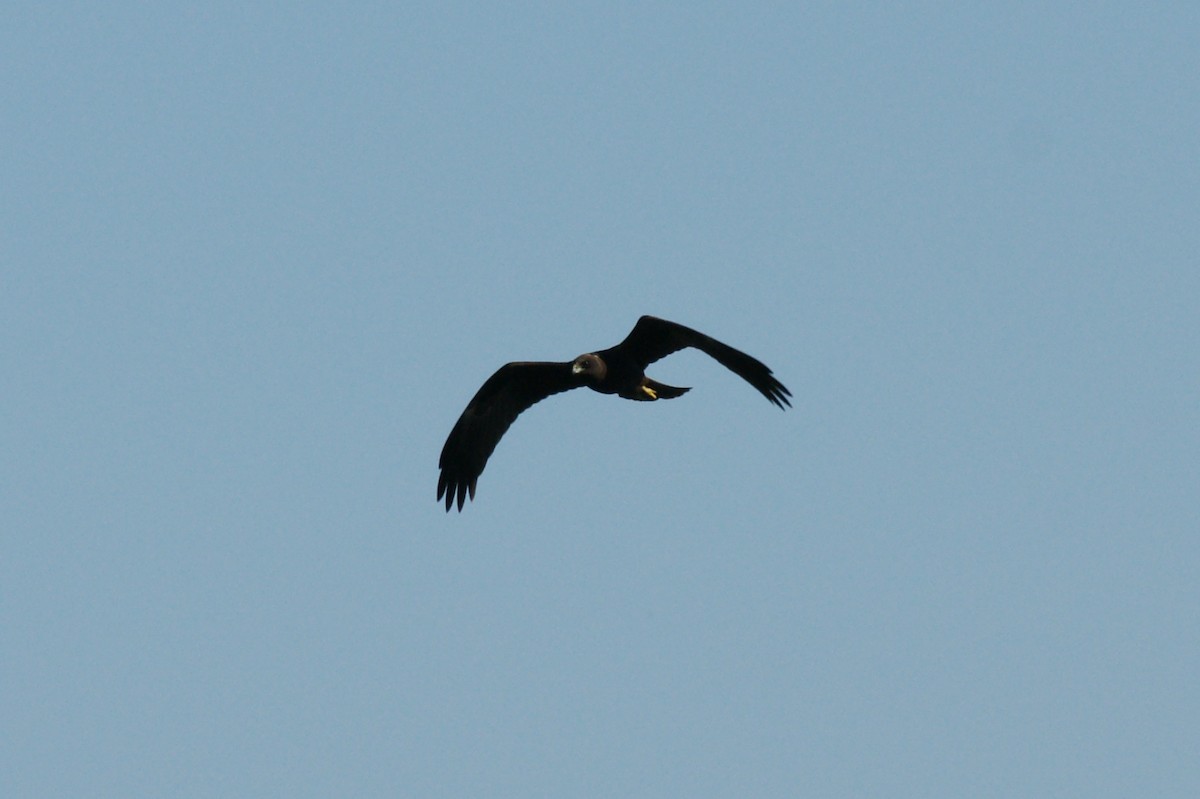Western Marsh Harrier - ML639723632