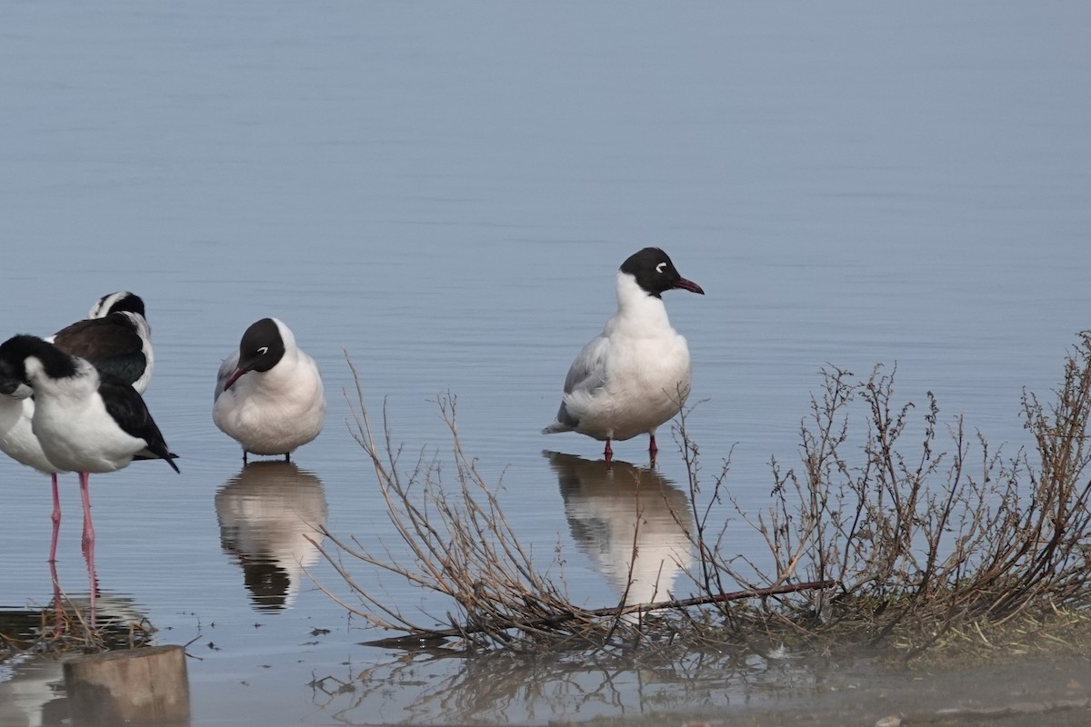 Brown-hooded Gull - ML639723692