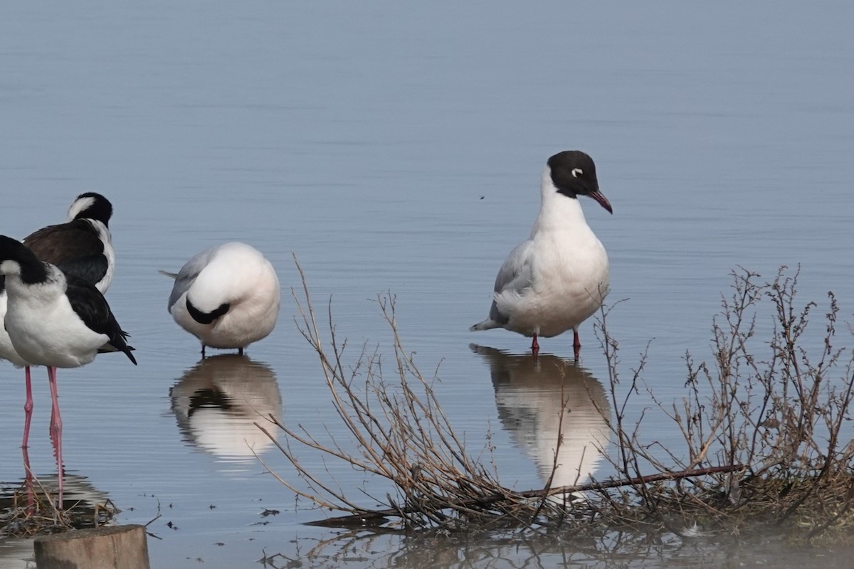 Brown-hooded Gull - ML639723693