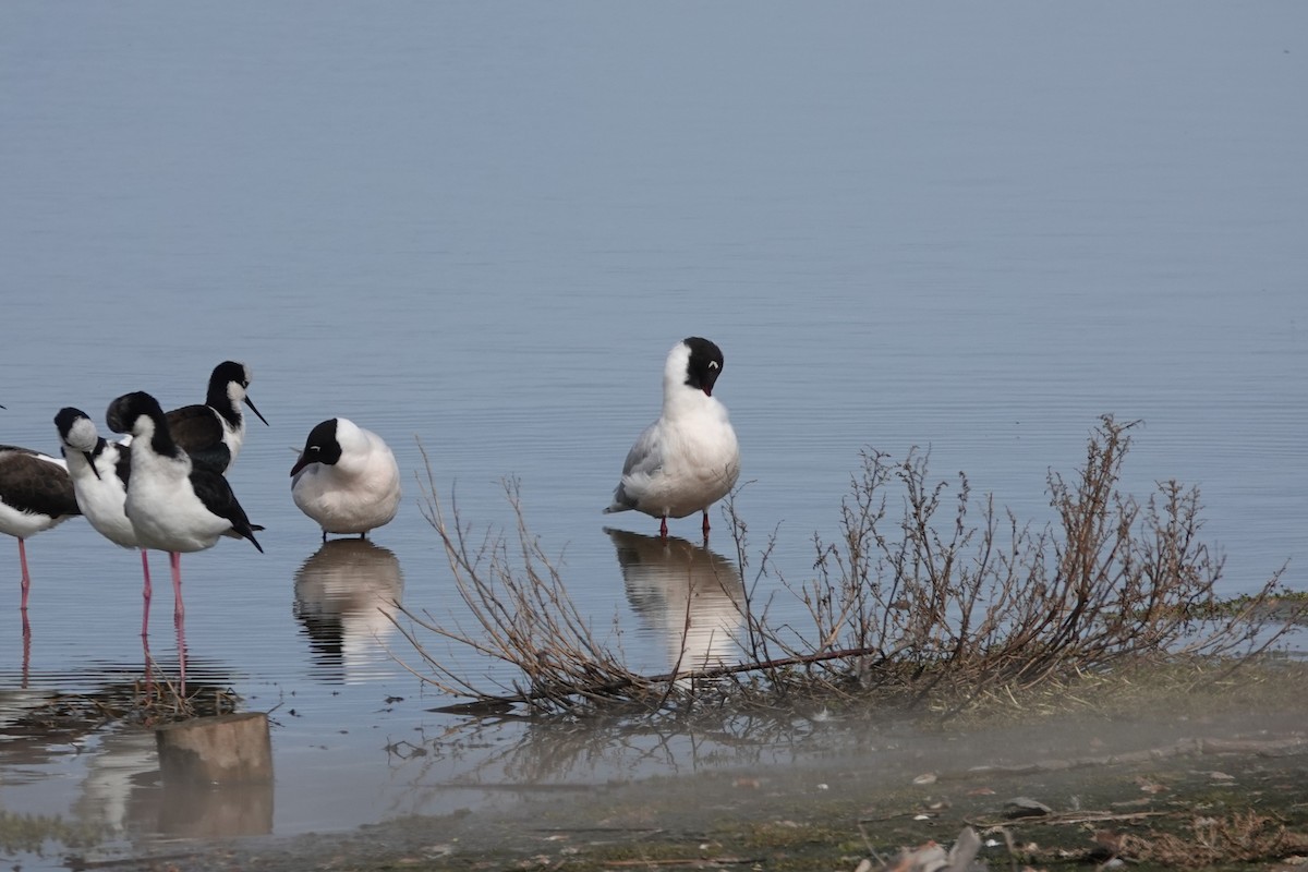 Brown-hooded Gull - ML639723694