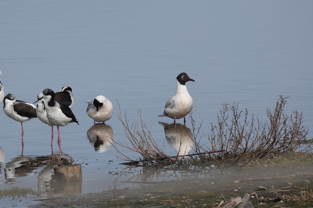 Brown-hooded Gull - ML639723695