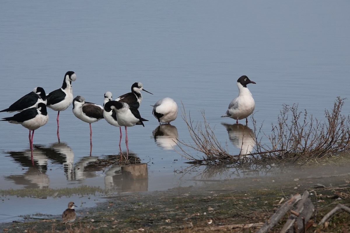 Brown-hooded Gull - ML639723698