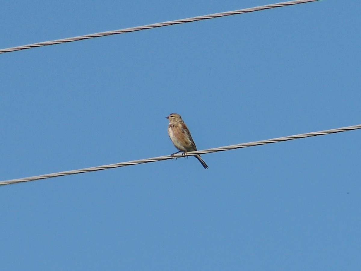 Eurasian Linnet - ML639723750