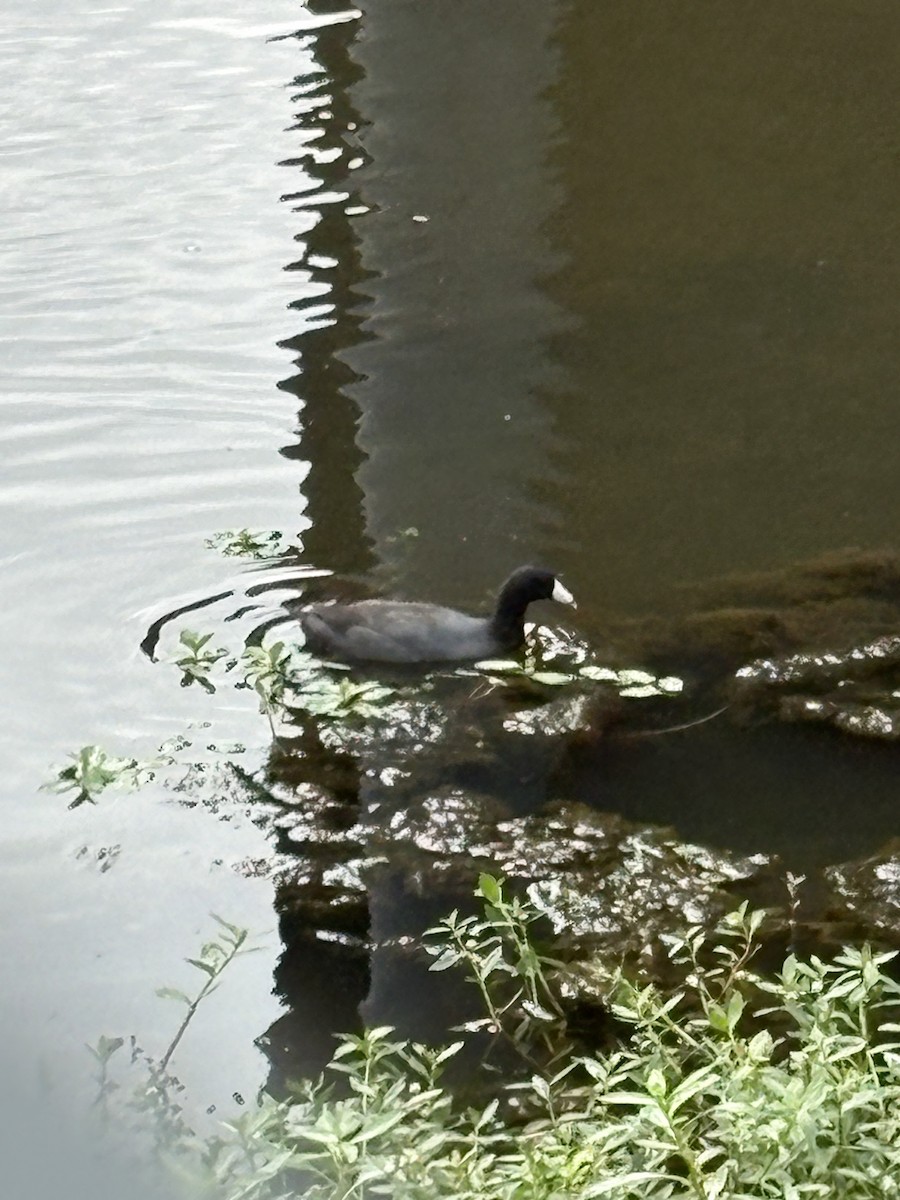 lyska americká - ML639723762