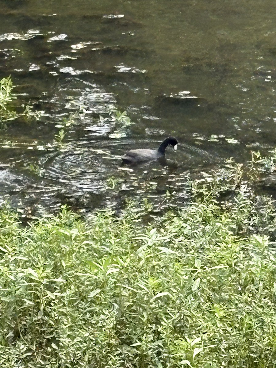 lyska americká - ML639723763