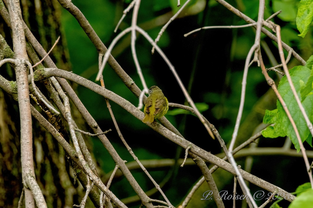 Connecticut Warbler - ML639723768