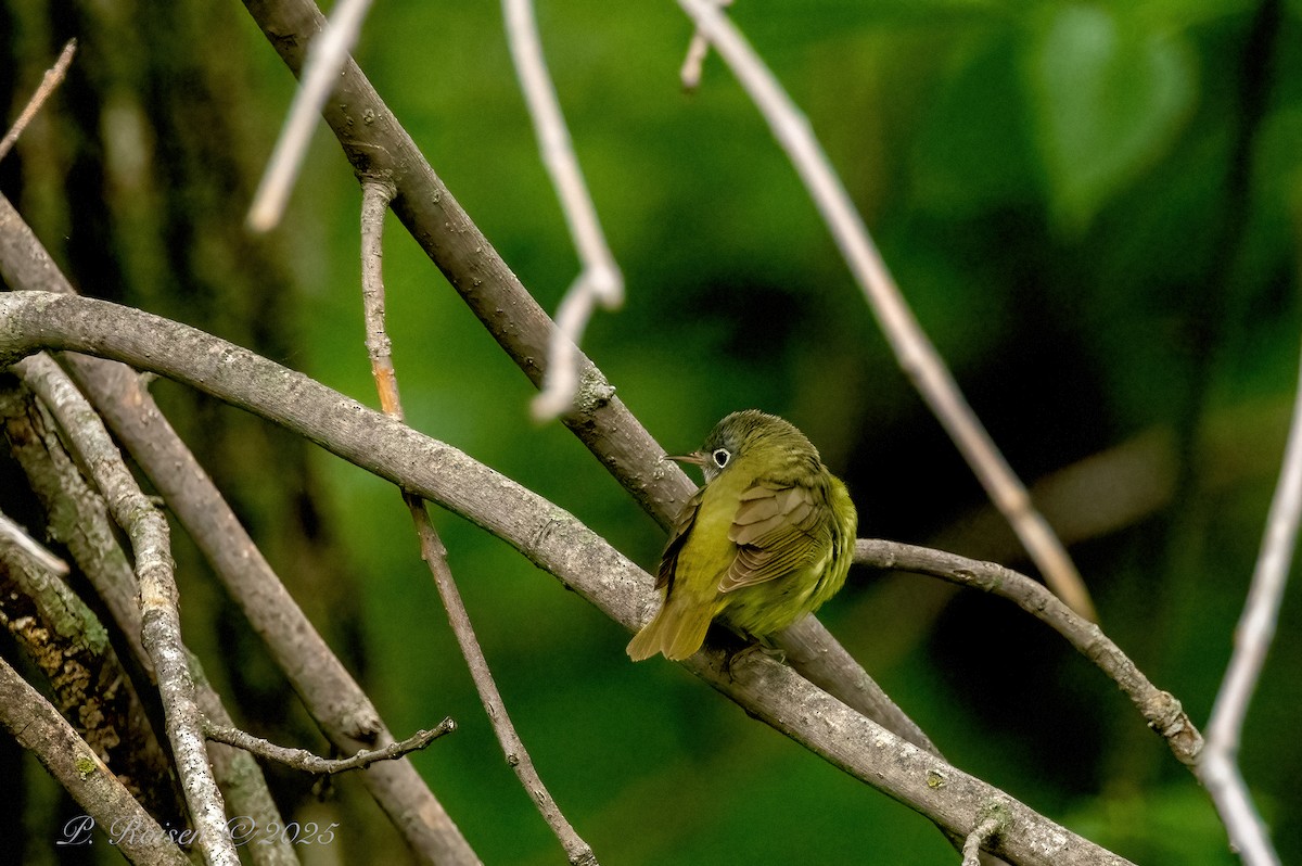 Connecticut Warbler - ML639723769