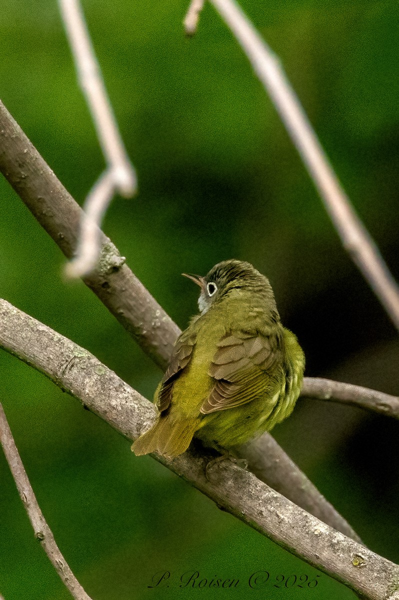 Connecticut Warbler - ML639723771