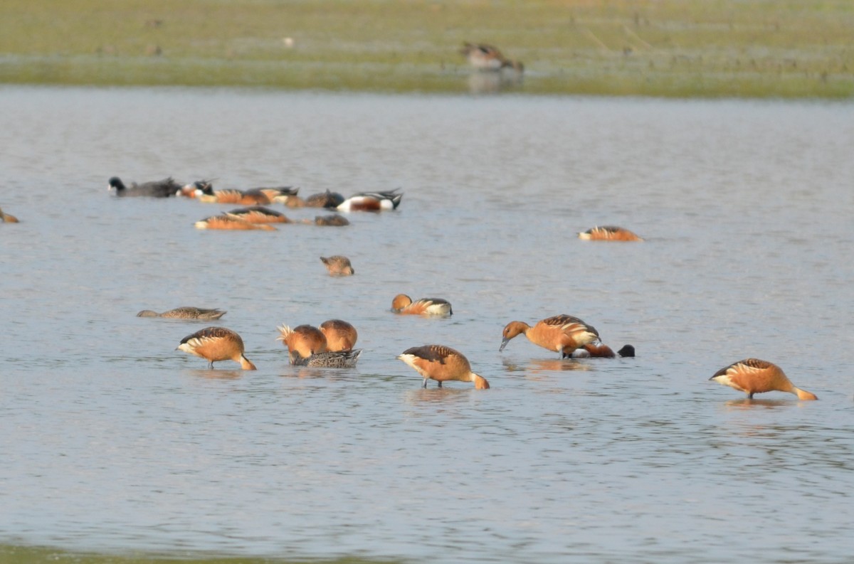 Fulvous Whistling-Duck - ML639723779