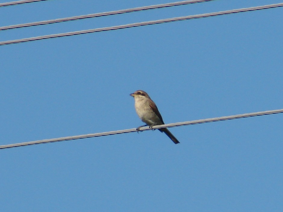 Red-backed Shrike - ML639723796