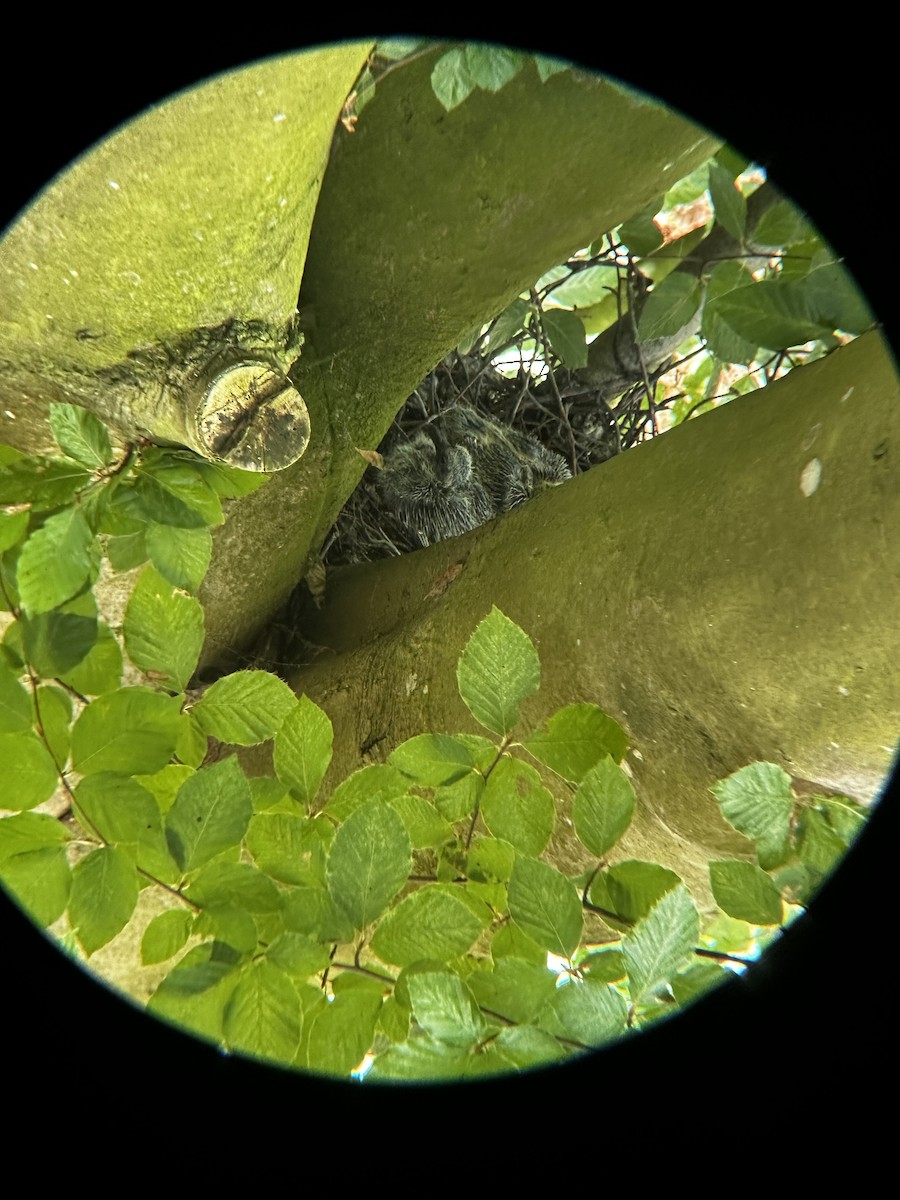 Common Wood-Pigeon - ML639723959