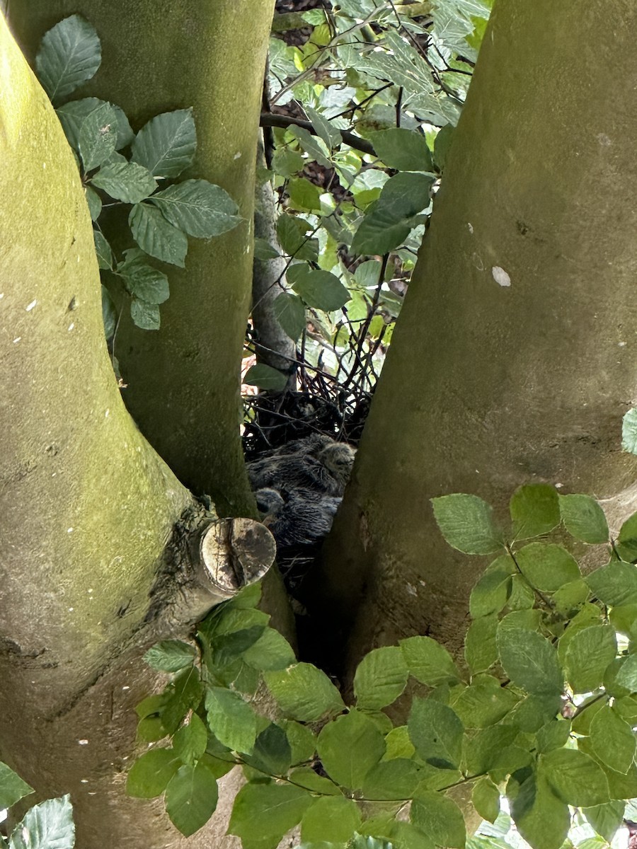 Common Wood-Pigeon - ML639723960