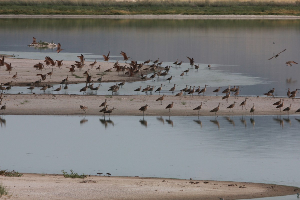 Long-billed Curlew - ML639723963
