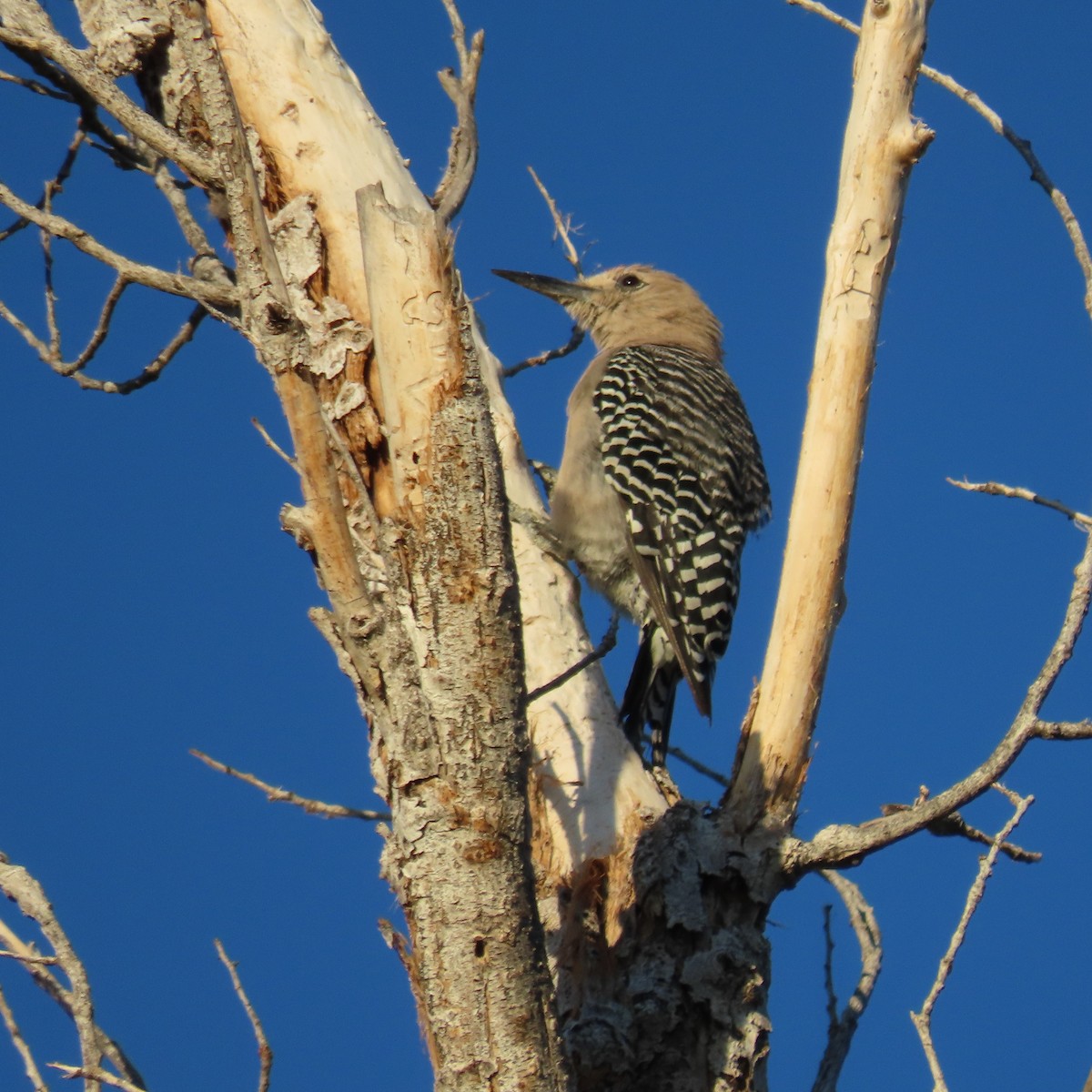 Gila Woodpecker - ML639723968