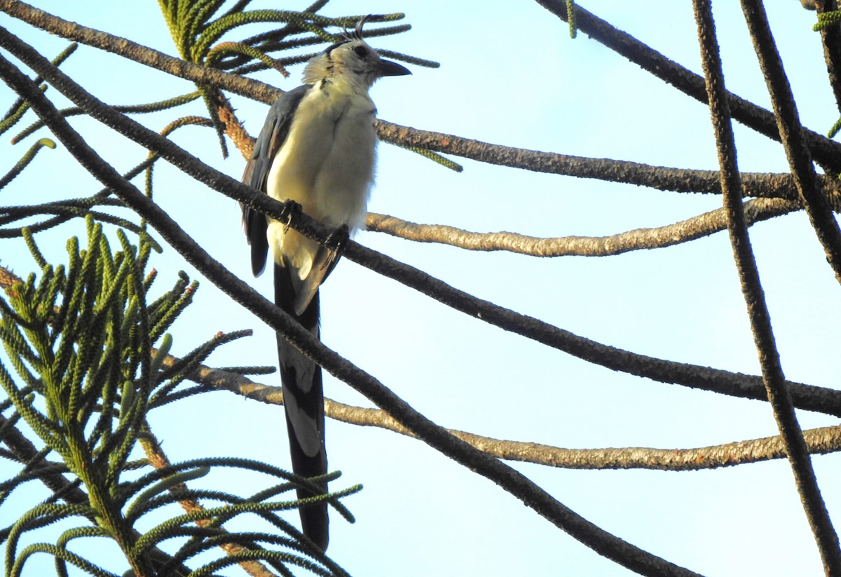 White-throated Magpie-Jay - ML639723973