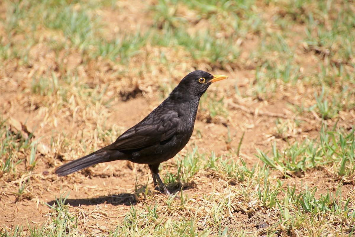 Хар хөөндэй - ML639724005