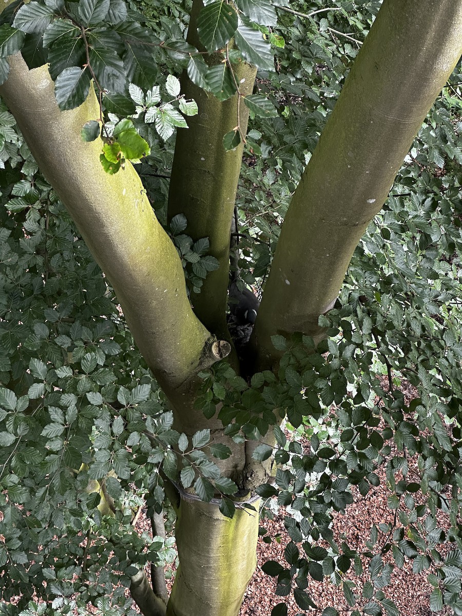 Common Wood-Pigeon - ML639724007