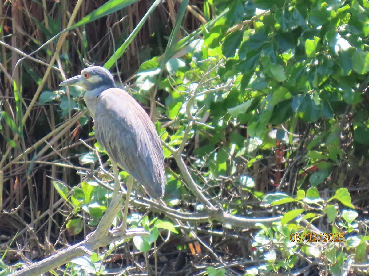 Yellow-crowned Night Heron - ML639724009