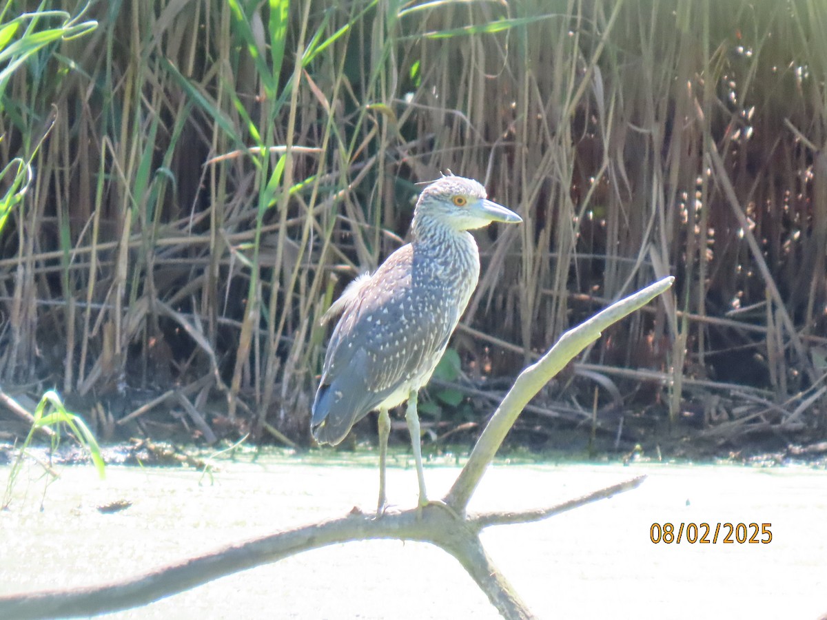 Yellow-crowned Night Heron - ML639724010