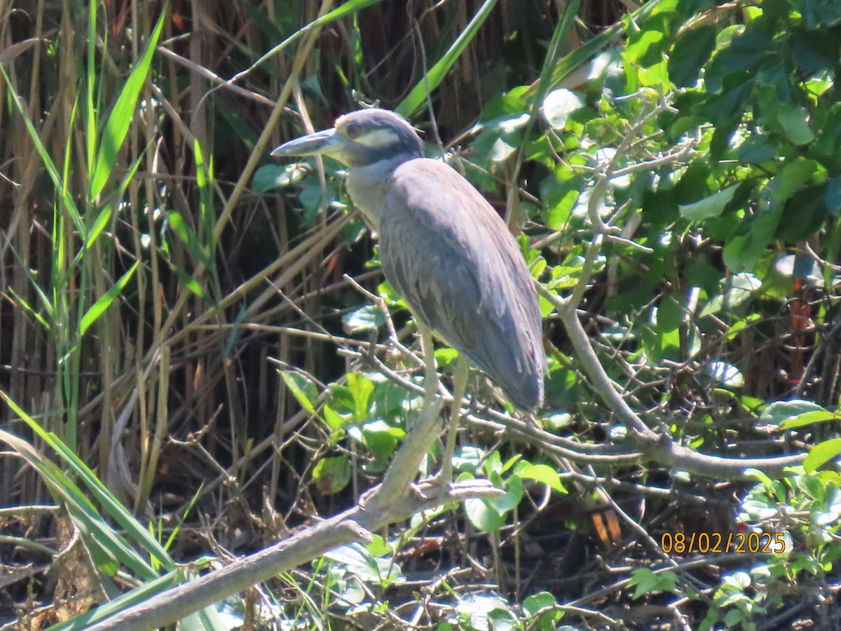 Yellow-crowned Night Heron - ML639724011