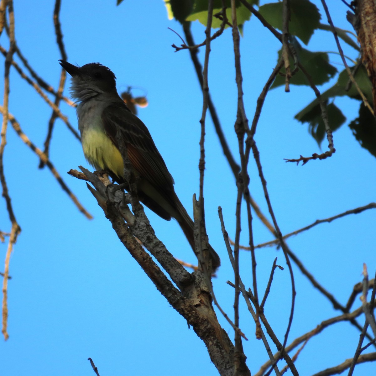 Brown-crested Flycatcher - ML639724032