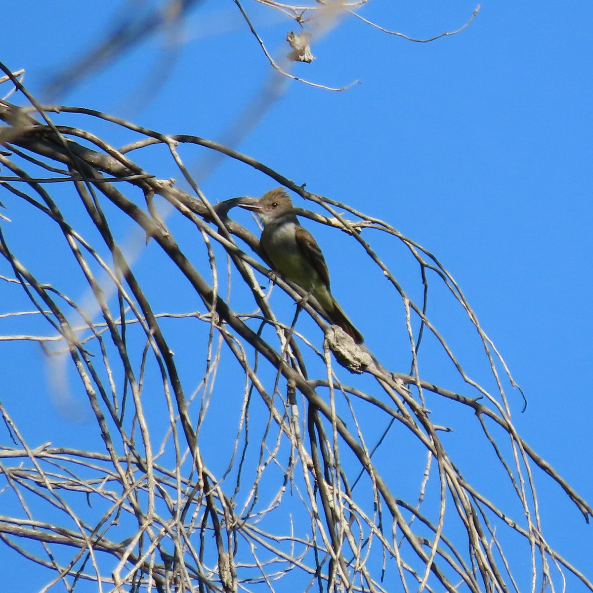 Brown-crested Flycatcher - ML639724033