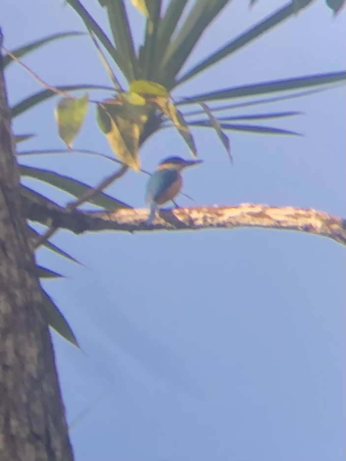 Pacific Kingfisher - ML639724187