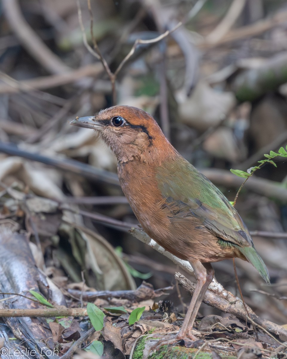 Rusty-naped Pitta - ML639724194
