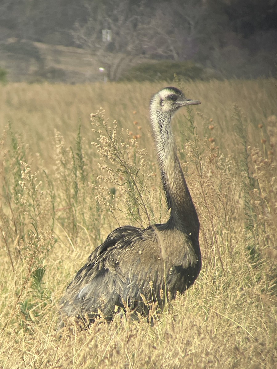 Greater Rhea - ML639724198