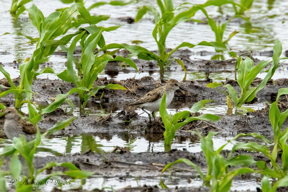 Txirri erdipalmatua - ML639724201