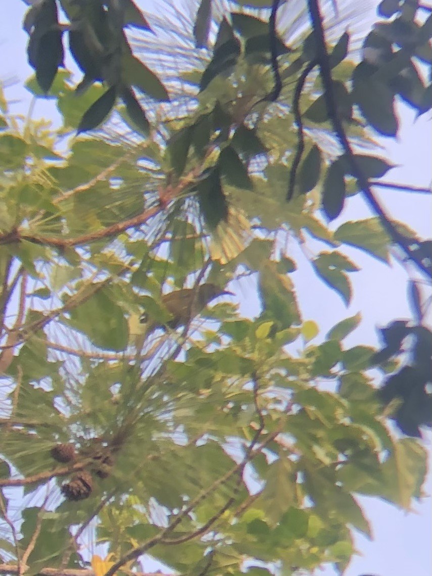 Duetting Giant-Honeyeater - ML639724216
