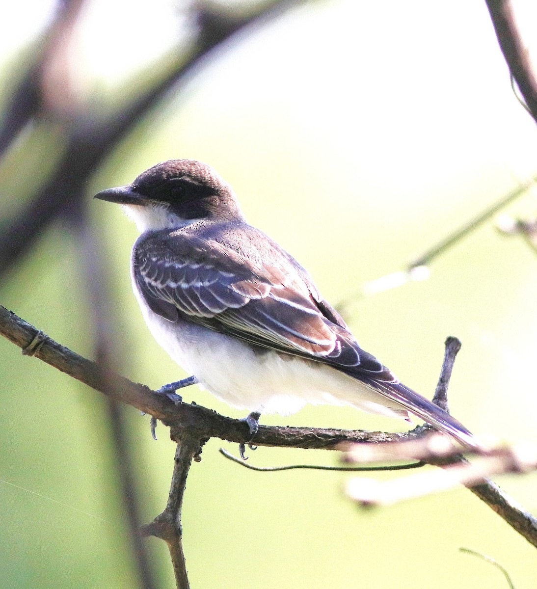 Eastern Kingbird - ML639724332