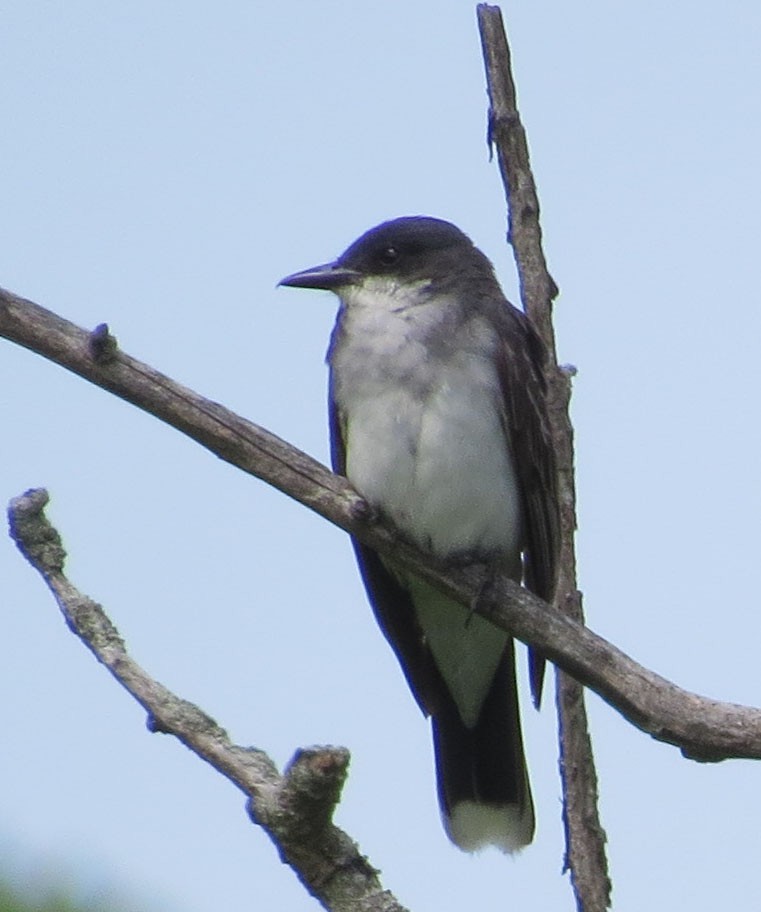Eastern Kingbird - ML639724335