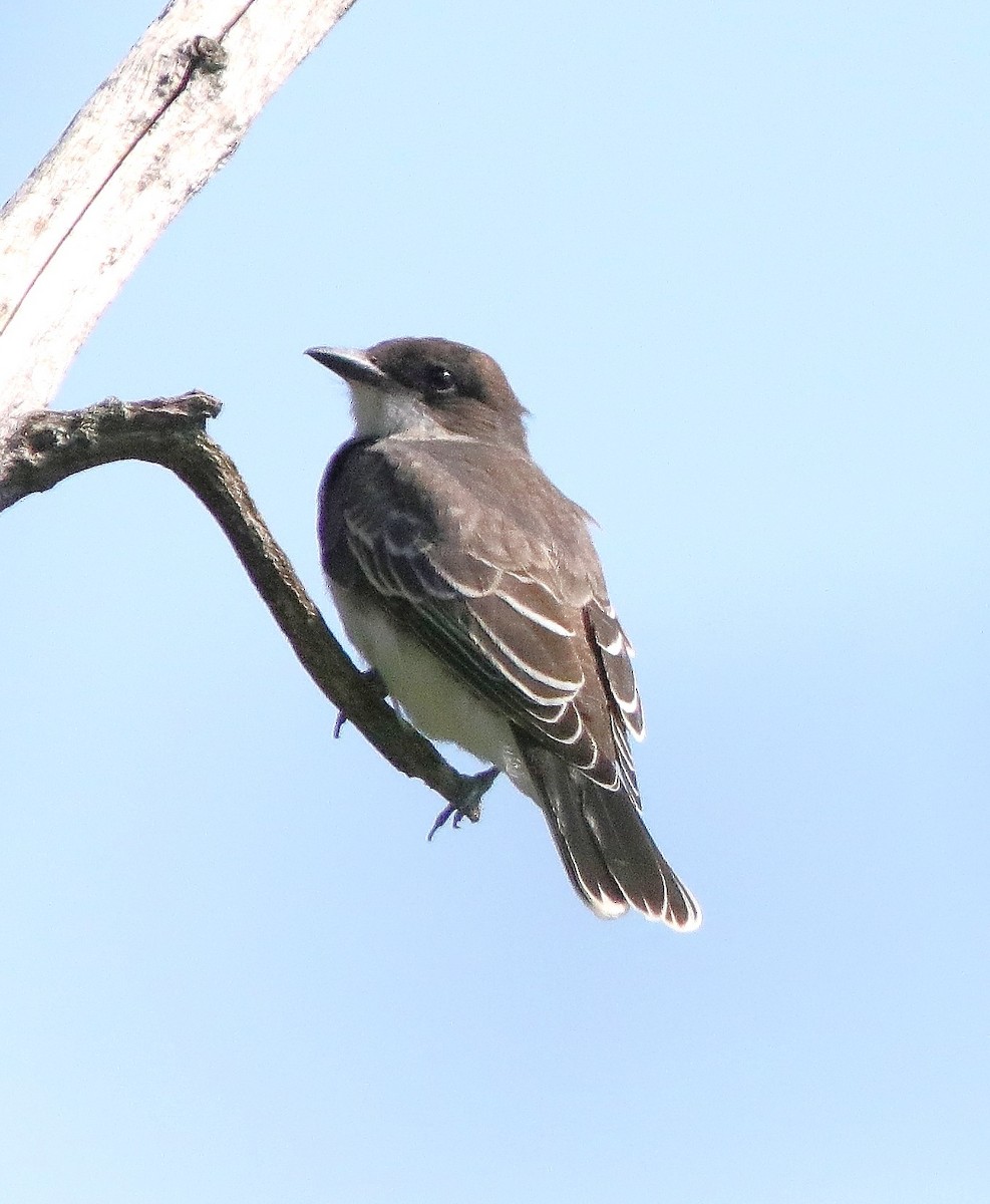 Eastern Kingbird - ML639724367