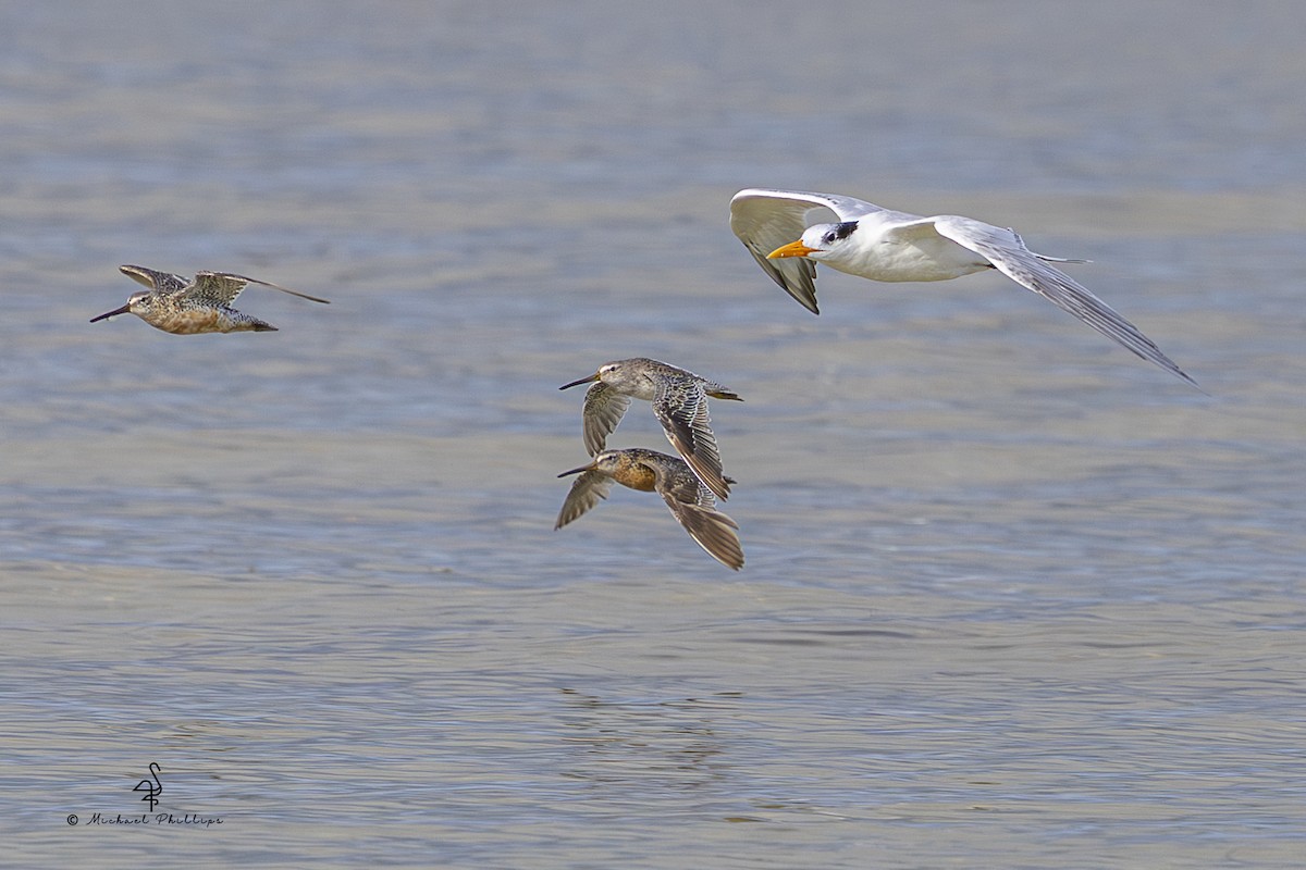 Royal Tern - ML639724395