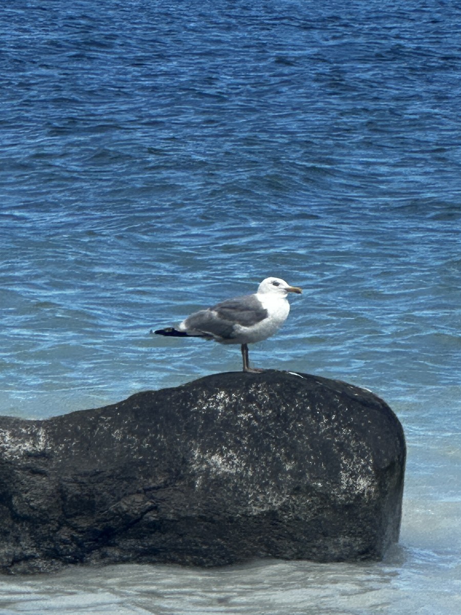 Gaviota Argéntea Europea - ML639724402