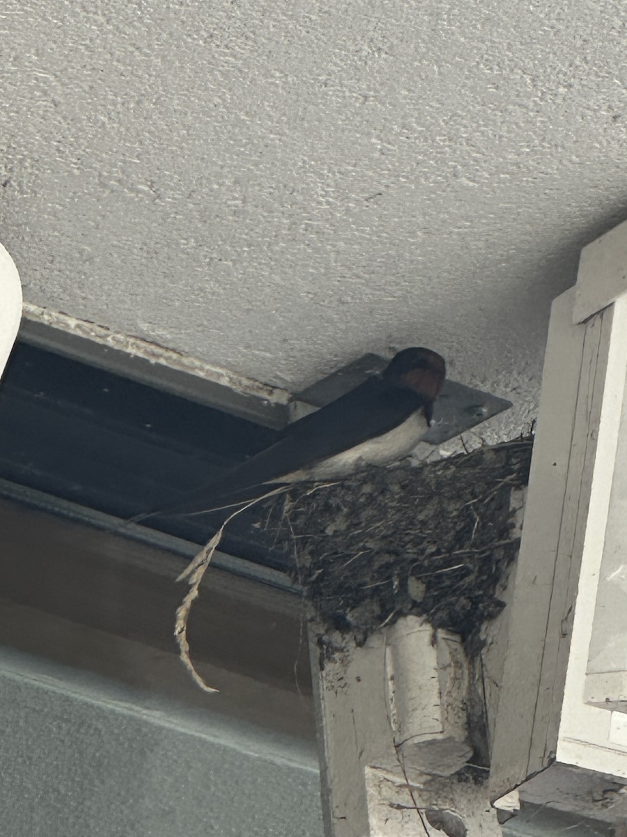 Golondrina Común - ML639724405