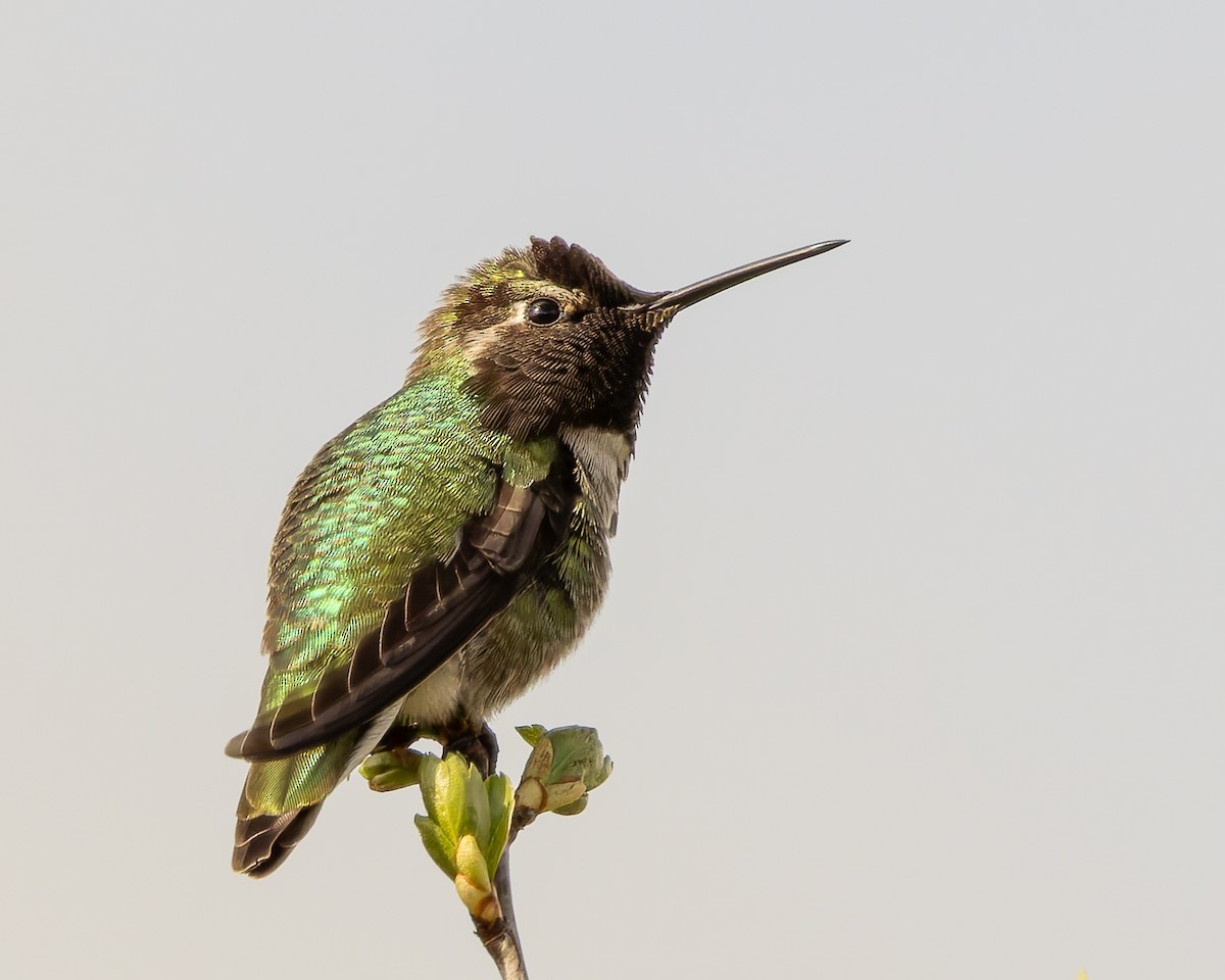 Colibrí de Anna - ML639724409